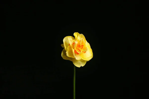 Koyu Arkaplanda Güzel Narsisus Çiçeği — Stok fotoğraf
