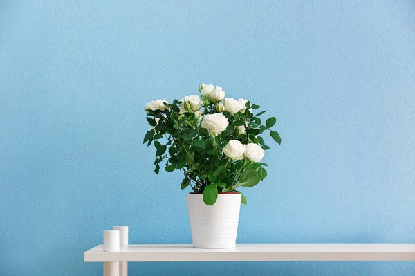 Beautiful White Roses Pot Shelf Color Wall — Stock Photo, Image