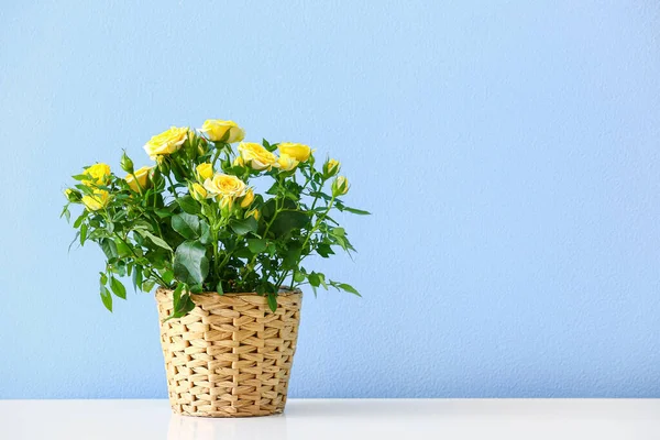 Beautiful Yellow Roses Pot Shelf Color Wall — Stock Photo, Image