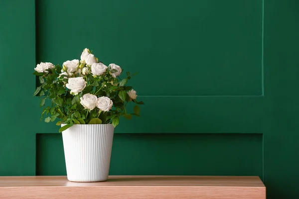 Красиві Білі Троянди Горщику Полиці Біля Кольорової Стіни — стокове фото