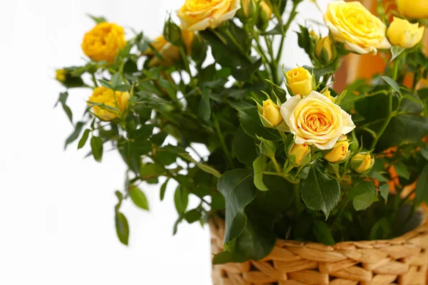 Krásné Žluté Růže Květináči Detailní Záběr — Stock fotografie