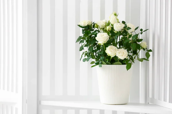 棚の上のポットで美しい白いバラ — ストック写真