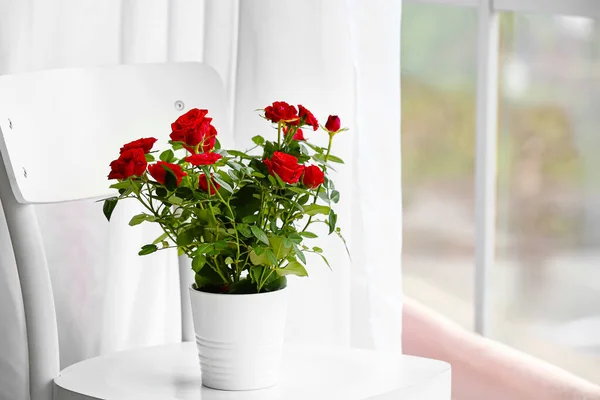 窓の近くの椅子の上のポットで美しい赤いバラ — ストック写真