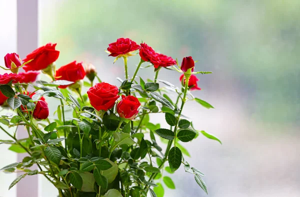 Beautiful Red Roses Pot Window Closeup — Stock Photo, Image