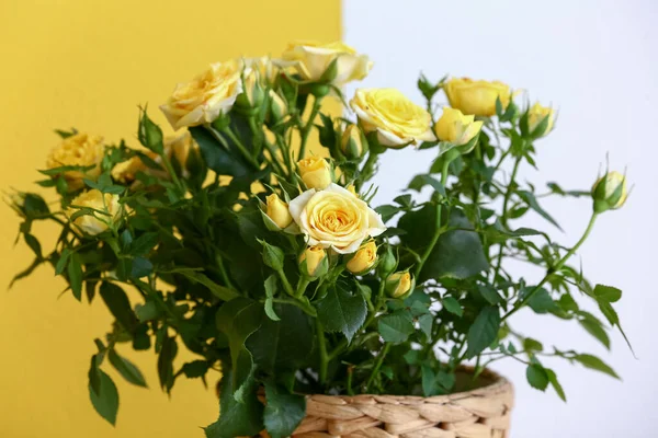 Hermosas Rosas Amarillas Maceta Sobre Fondo Color — Foto de Stock