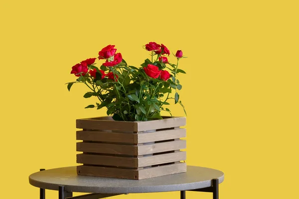 カラーウォールの近くのテーブルの上に箱の中の美しい赤いバラ — ストック写真