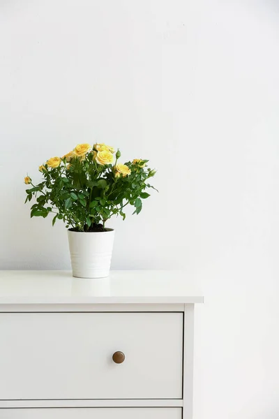 Beautiful Yellow Roses Pot Shelf Light Wall — Stock Photo, Image