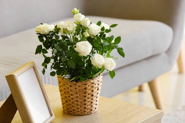 Piękne Białe Róże Garnku Ramki Stole Pokoju — Zdjęcie stockowe