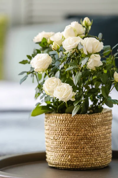 Красивые Белые Розы Горшке Столе — стоковое фото