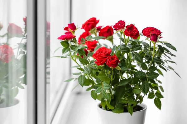 Beautiful Red Roses Pot Windowsill — Stock Photo, Image