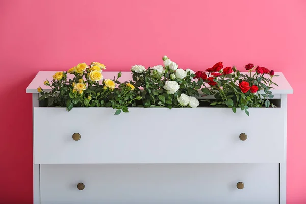 Chest Drawers Beautiful Roses Pots Color Wall — Stock Photo, Image