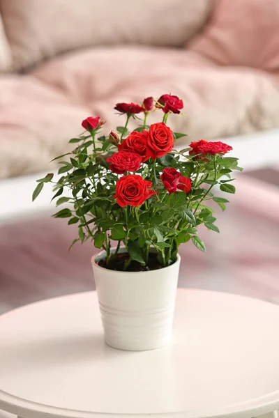 テーブルの上にポットの美しい赤いバラ — ストック写真
