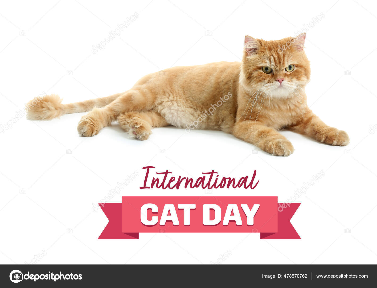 Journee Internationale Du Chat Images Libres De Droit Photos De Journee Internationale Du Chat Depositphotos