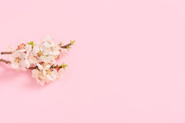 Renk arkaplanında güzel çiçek açan dallar