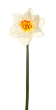 Beyaz arkaplanda güzel narsisler