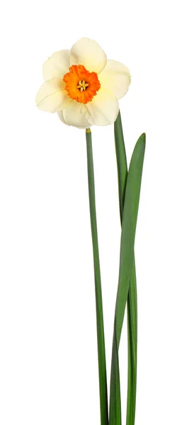 Красивий Нарцис Білому Тлі — стокове фото