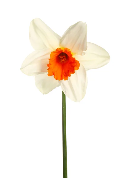 Beautiful Narcissus White Background — Stock Photo, Image