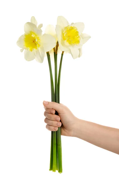 Main Féminine Avec Belles Jonquilles Sur Fond Blanc — Photo