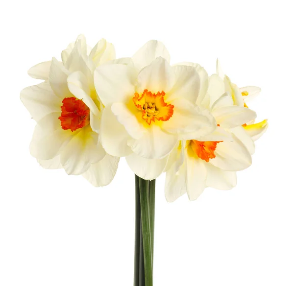 Beautiful Daffodils White Background — Stock Photo, Image