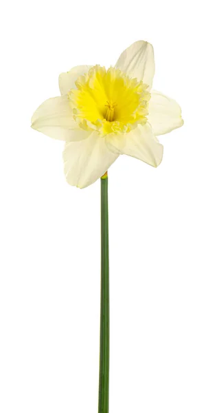 Mooie Narcissen Witte Achtergrond — Stockfoto