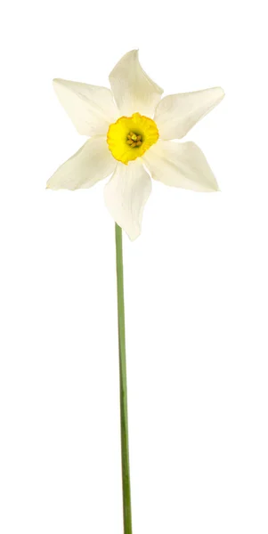 Mooie Narcissen Witte Achtergrond — Stockfoto