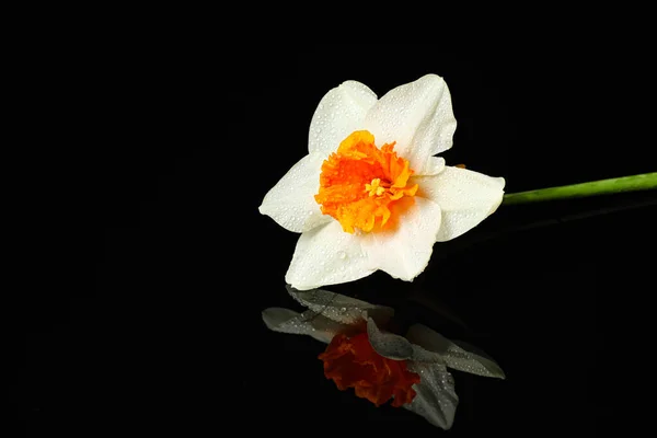 Koyu Arkaplanda Güzel Narsisler — Stok fotoğraf