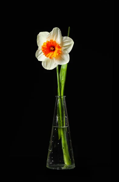 Vaso Con Bellissimo Narciso Sfondo Scuro — Foto Stock