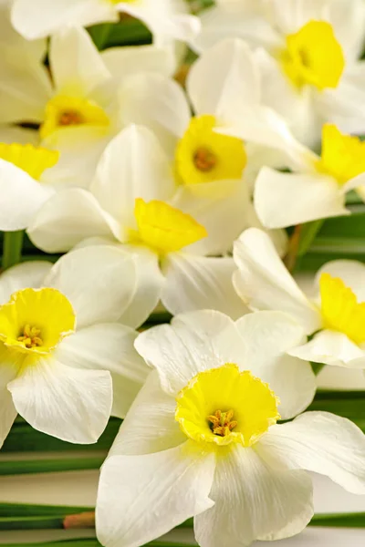 Vackra Narcissus Blommor Som Bakgrund Närbild — Stockfoto