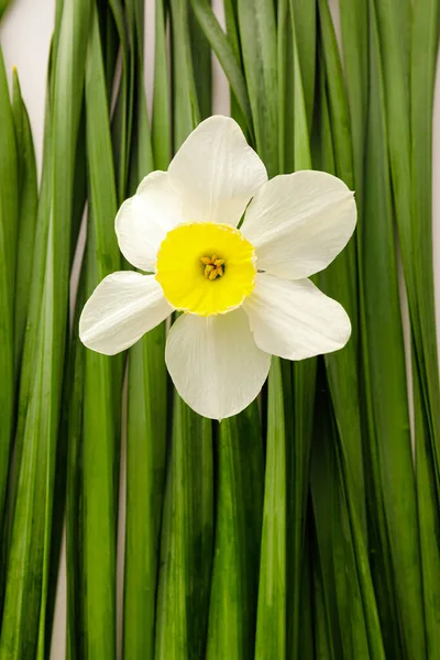 Beautiful Narcissus Flower Green Leaves Closeup — Stock Photo, Image