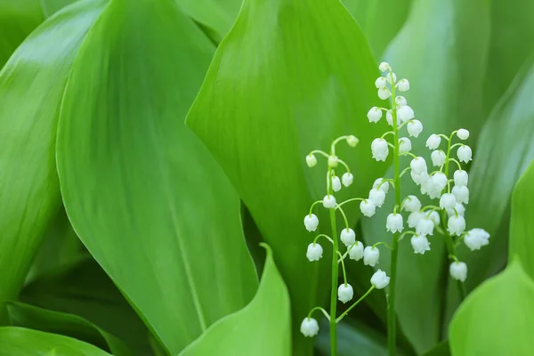 Beautiful Lily Valley Growing Outdoors Closeup — Stock Photo, Image