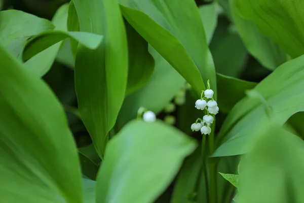 Beautiful Lily Valley Growing Outdoors Closeup — Stock Photo, Image