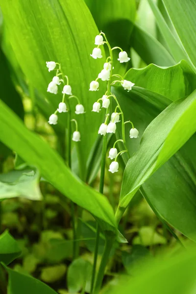 Vackra Liljekonvalj Blommor Utomhus Närbild — Stockfoto
