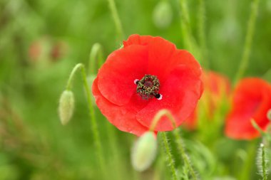 Tarlada güzel gelincik çiçeği, yakın plan