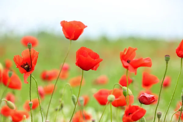 Beautiful Poppy Flowers Field — Stock Photo, Image