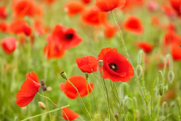 Beautiful Poppy Flowers Field — Stock Photo, Image