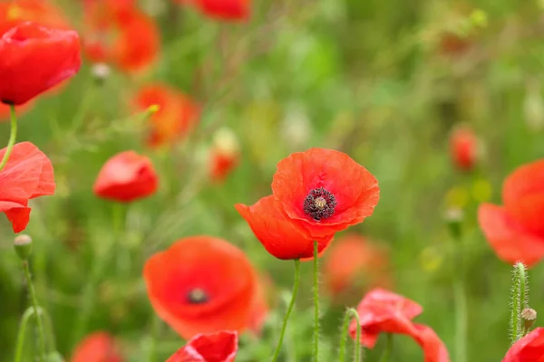 Beautiful Poppy Flowers Field — Stock Photo, Image
