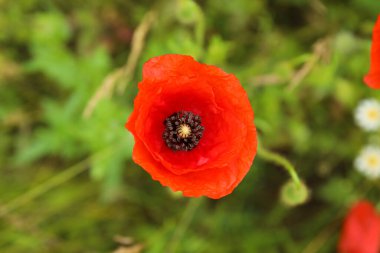 Tarlada güzel gelincik çiçeği, yakın plan
