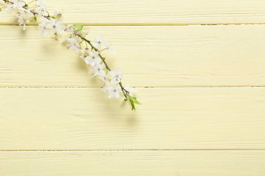 Renkli ahşap arka planda güzel açan bir dal