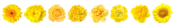 白色背景上的不同黄色花朵 — 图库照片