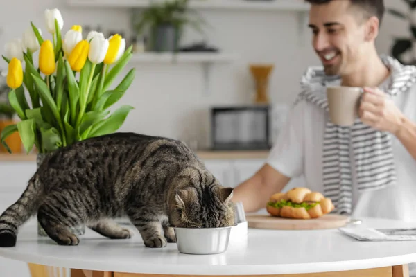 Pisica Drăguță Mănâncă Alimente Din Castron Masa Mese — Fotografie, imagine de stoc