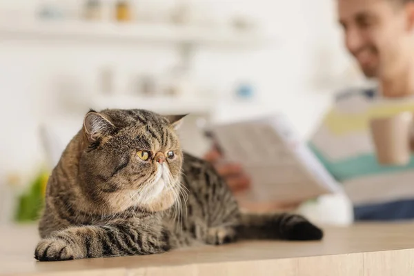 Cute Exotic Shorthair Cat Table Kitchen — Stock Photo, Image