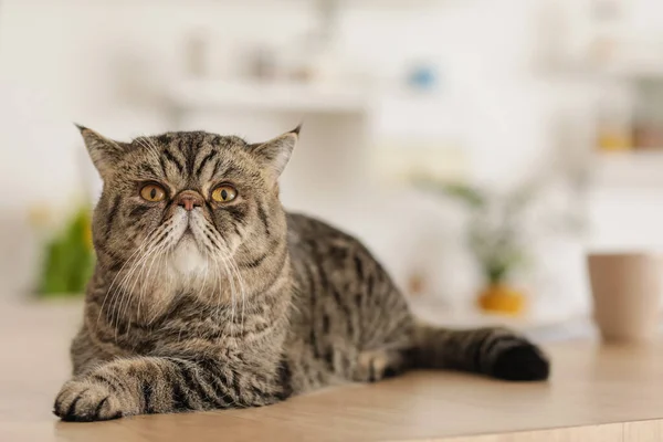 Cute Exotic Shorthair Cat Table Kitchen — Stock Photo, Image