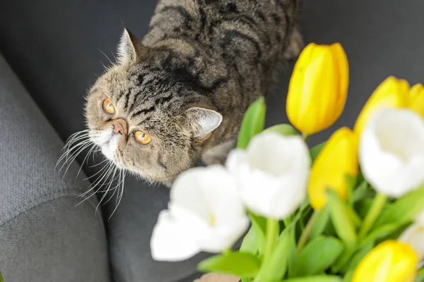 Cute Cat Sofa Closeup — Stock Photo, Image