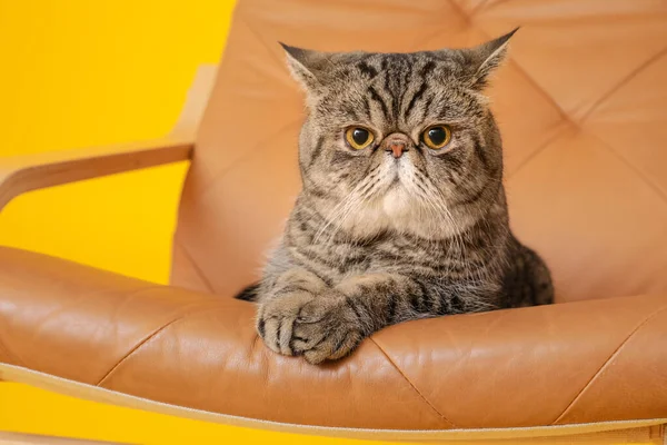 Cute Cat Armchair Color Background Closeup — Stock Photo, Image