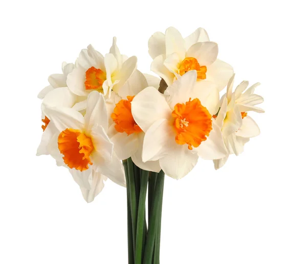 Красиві Нарциси Білому Тлі — стокове фото