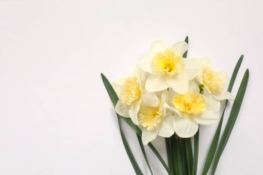 Beyaz arka planda güzel nergisler