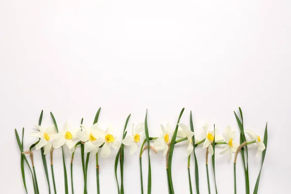 Hermosos Narcisos Sobre Fondo Blanco — Foto de Stock