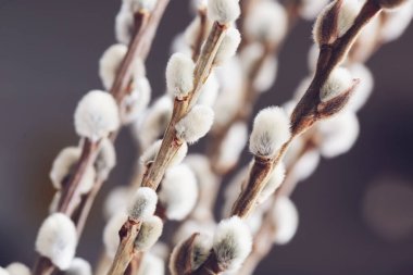 Bulanık arkaplanda güzel söğüt dalları, yakın plan