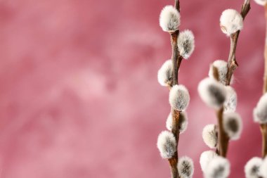 Renkli arkaplanda güzel söğüt dalları, yakın plan
