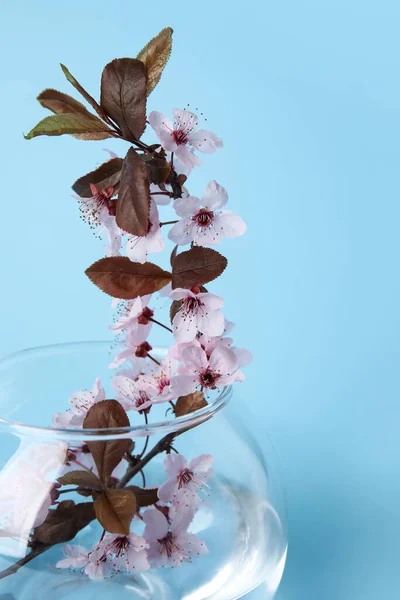 Vase Beautiful Blossoming Branch Color Background — Stock Photo, Image